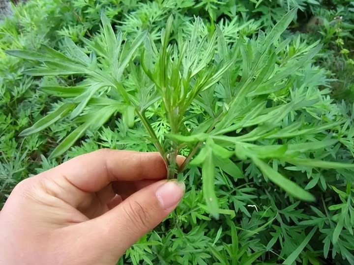 NGẢI CỨU – TỪ THẢO DƯỢC CỔ TRUYỀN ĐẾN LIỆU PHÁP Y SINH HIỆN ĐẠI