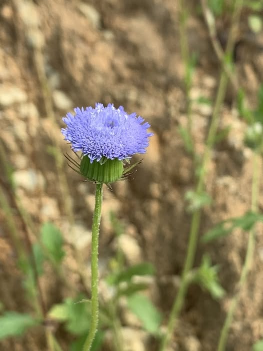 MÙI HƯƠNG CAO CẤP VÀ TINH DẦU TỰ NHIÊN