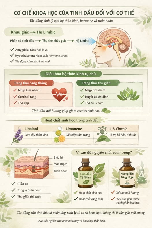 CƠ CHẾ SINH HỌC TẠO CẢM GIÁC THƯ GIÃN KHI TIẾP XÚC TINH DẦU THẢO MỘC