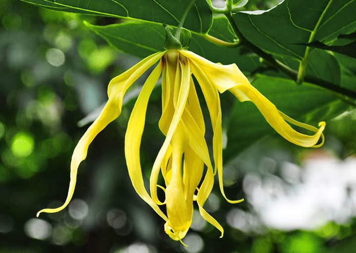 HOÀNG LAN DƯỢC LIỆU HỌC VÀ Y HỌC CỔ TRUYỀN