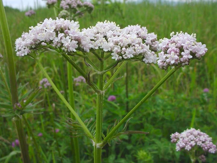 VALERIANA OFFICINALIS – ĐỐI THỦ TIỀM NĂNG CỦA CHỨNG MẤT NGỦ TỪ DƯỢC LIỆU TỰ NHIÊN